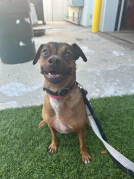 Moose -  Dachshund and Chihuahua Dog Available for Adoption in Elmwood, Louisiana - Moose | PetCurious