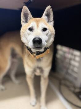 Rescue Shiba Inu Dogs for Adoption in Healdsburg, California - Dewey | PetCurious