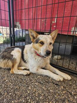Belle -  Australian Cattle Dog Blue Heeler Dog for Adoption in Leadville, Colorado - Belle | PetCurious