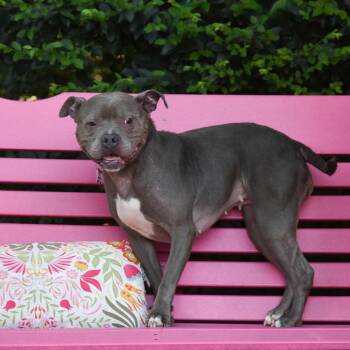 Journey P -  Pit Bull Terrier Dog for Adoption in Wake Forest, North Carolina - Journey P | PetCurious