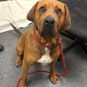 Big Red -  Mixed Breed Dog for Adoption in Columbiana, Alabama - Big Red | PetCurious