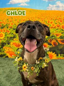 Chloe -  Mixed Breed Dog for Adoption in Flint, Michigan - Chloe | PetCurious
