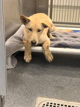 JESS -  Mixed Breed Dog for Adoption in Dallas, Texas - JESS | PetCurious