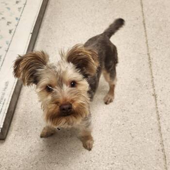 Fig -  Yorkshire Terrier and Mixed Breed Dog for Adoption in Murray, Utah - Fig | PetCurious