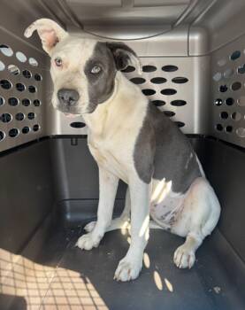 Rescue Mixed Breed Dogs for Adoption in Chattanooga, Tennessee - Jolie | PetCurious