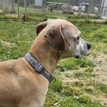 Beagle Dogs Available for Adoption in Benton Harbor, Michigan - Raven | PetCurious
