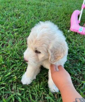 Sansa -  Great Pyrenees Dog for Adoption in Welling, Oklahoma - Sansa | PetCurious