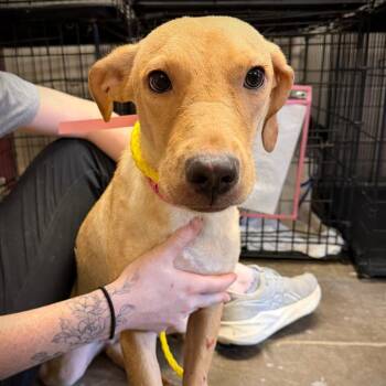 Darlene -  Mixed Breed Dog for Adoption in New York, New York - Darlene | PetCurious