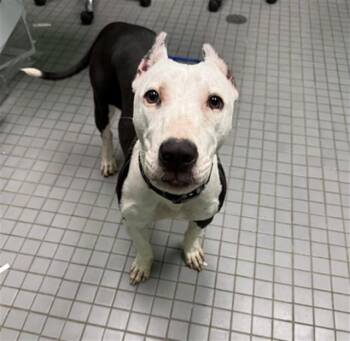ROSE -  Staffordshire Bull Terrier and Mixed Breed Dog for Adoption in Killeen, Texas - ROSE | PetCurious