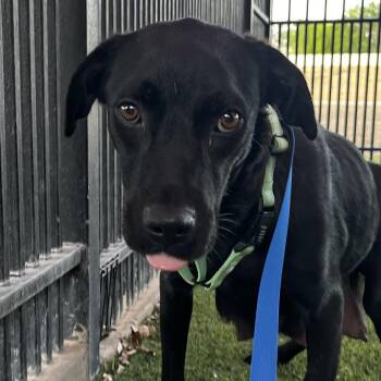 Black Labrador Retriever Dogs Available for Adoption in San Antonio, Texas - VW | PetCurious