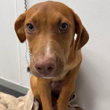Nate -  Terrier Dog for Adoption in Abilene, Texas - Nate | PetCurious