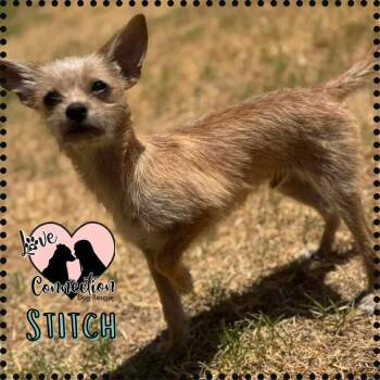 Rescue Chihuahua and Terrier Dogs for Adoption in Gilbert, Arizona - Stitch | PetCurious