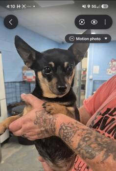 Elivira -  Chihuahua Dog for Adoption in Morristown, Tennessee - Elivira | PetCurious