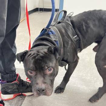 Pemmi -  Mixed Breed Dog for Adoption in Philadelphia, Pennsylvania - Pemmi | PetCurious