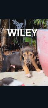 Wiley (Vina’s 9 3) -  Hound Dog for Adoption in Lewis Center, Ohio - Wiley (Vina’s 9 3) | PetCurious