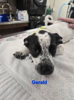 Australian Cattle Dog Blue Heeler Dogs Available for Adoption in Fullerton, Pennsylvania - Gerald | PetCurious