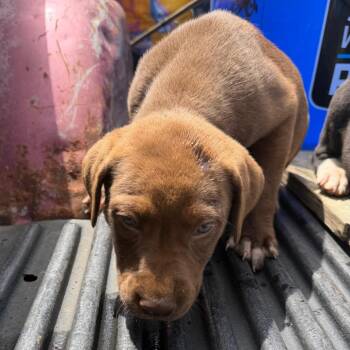 Chocolate Labrador Retriever Dogs Available for Adoption in Marshall, Texas - MPAC-Stray-3341_2_3 | PetCurious