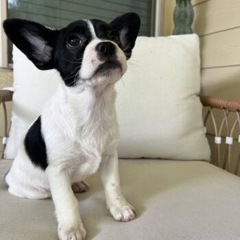 Hallie -  French Bulldog and Poodle Dog for Adoption in Pflugerville, Texas - Hallie | PetCurious