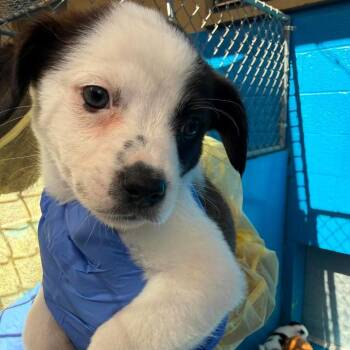 Pomeranian and Chihuahua Dogs Available for Adoption in San Diego, California - Meadow | PetCurious