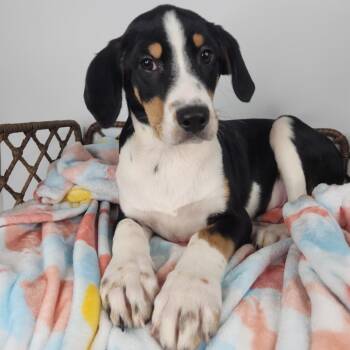 Labrador Retriever Dogs Available for Adoption in Fort Wayne, Indiana - Venom | PetCurious