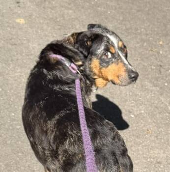 Lainey -  Cattle Dog Dog for Adoption in Washington, District Of Columbia - Lainey | PetCurious