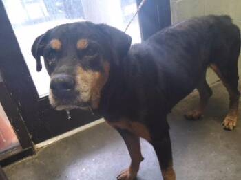 JOZY -  Rottweiler and Mixed Breed Dog for Adoption in Tulsa, Oklahoma - JOZY | PetCurious