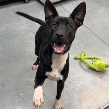 Sansa -  Australian Cattle Dog Blue Heeler Dog for Adoption in Manchester, Tennessee - Sansa | PetCurious