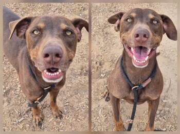 Labrador Retriever and Mixed Breed Dogs Available for Adoption in Albuquerque, New Mexico - ENZO | PetCurious