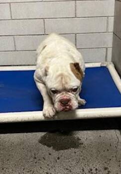 English Bulldog and Mixed Breed Dogs Available for Adoption in Stockton, California - MR. DILLER | PetCurious