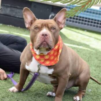 Valentino -  American Bully Dog for Adoption - Valentino | PetCurious