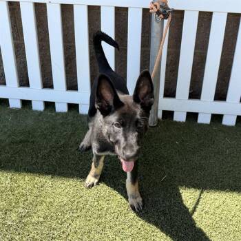 FRESA -  German Shepherd Dog Dog for Adoption in Modesto, California - FRESA | PetCurious