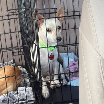Stanley *Arriving 8/22* D12133 -  Chihuahua Dog for Adoption - Stanley *Arriving 8/22* D12133 | PetCurious