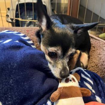 Tinkerbell -  Chihuahua Dog for Adoption in Port Angeles, Washington - Tinkerbell | PetCurious