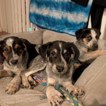 Daisy -  Australian Cattle Dog Blue Heeler Dog for Adoption in Fishers, Indiana - Daisy | PetCurious