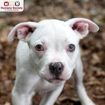 Cloud -  Mixed Breed Dog for Adoption in Hudson, New Hampshire - Cloud | PetCurious