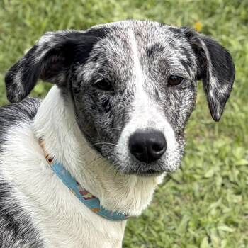 Australian Cattle Dog Blue Heeler Dogs Available for Adoption in Jefferson, Wisconsin - Bess | PetCurious