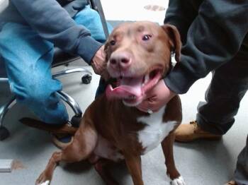 Labrador Retriever and Mixed Breed Dogs Available for Adoption - KING | PetCurious