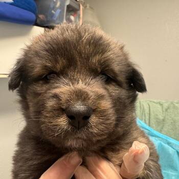 Ocean -  German Shepherd Dog Dog for Adoption in Taos, New Mexico - Ocean | PetCurious