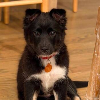 Erin -  Border Collie and Great Pyrenees Dog for Adoption in Chatham, New Jersey - Erin | PetCurious