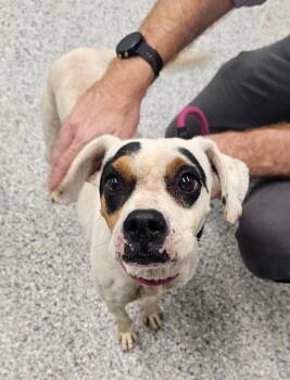 Riley -  Terrier Dog for Adoption in Athens, Tennessee - Riley | PetCurious
