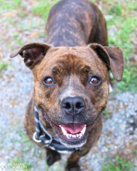 SAMANTHA -  Pit Bull Terrier Dog for Adoption in Hagerstown, Maryland - SAMANTHA | PetCurious