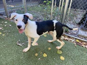 Rescue Terrier Dogs for Adoption in Germantown, Tennessee - Marvin | PetCurious