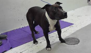 Staffordshire Bull Terrier and Mixed Breed Dogs Available for Adoption in Houston, Texas - A2067722 | PetCurious