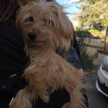Benji -  Terrier and Mixed Breed Dog for Adoption in Bend, Oregon - Benji | PetCurious