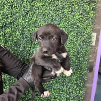 Australian Cattle Dog Blue Heeler and Mixed Breed Dogs Available for Adoption in El Paso, Texas - 60790259 | PetCurious