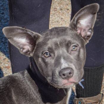 Zebby -  American Staffordshire Terrier and Boxer Dog for Adoption in Huntley, Illinois - Zebby | PetCurious