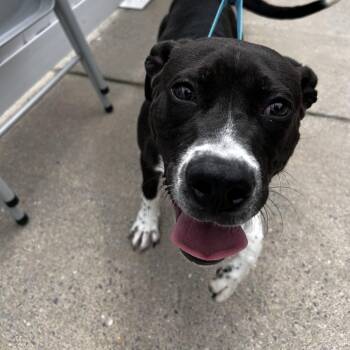 Arthur -  Pit Bull Terrier Dog for Adoption in Harrisonburg, Virginia - Arthur | PetCurious