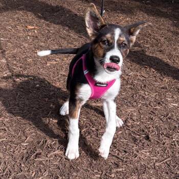 Gwen -  Siberian Husky Dog for Adoption in East Hampton, New York - Gwen | PetCurious