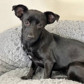Rescue Chihuahua Dogs for Adoption in Goleta, California - Midnight | PetCurious