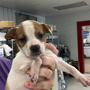 Porsche -  Rat Terrier and Miniature Pinscher Dog for Adoption in East St. Louis, Illinois - Porsche | PetCurious